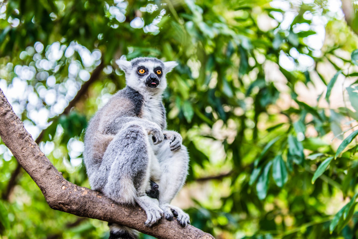 Madagaskar Lemur