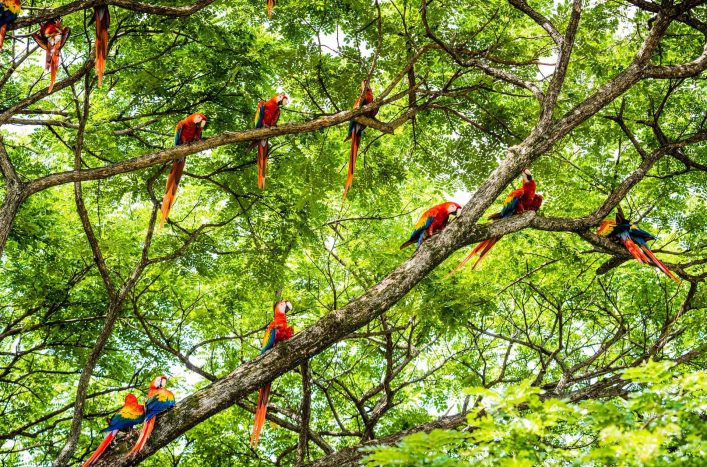 Costa Rica Papagei, Roter Ara
