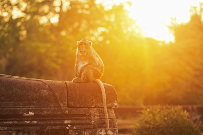 Monkey sitting on stone against bright afternoon sun