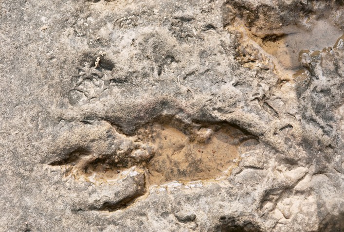 Footprint of dinosaur shutterstock_263757518