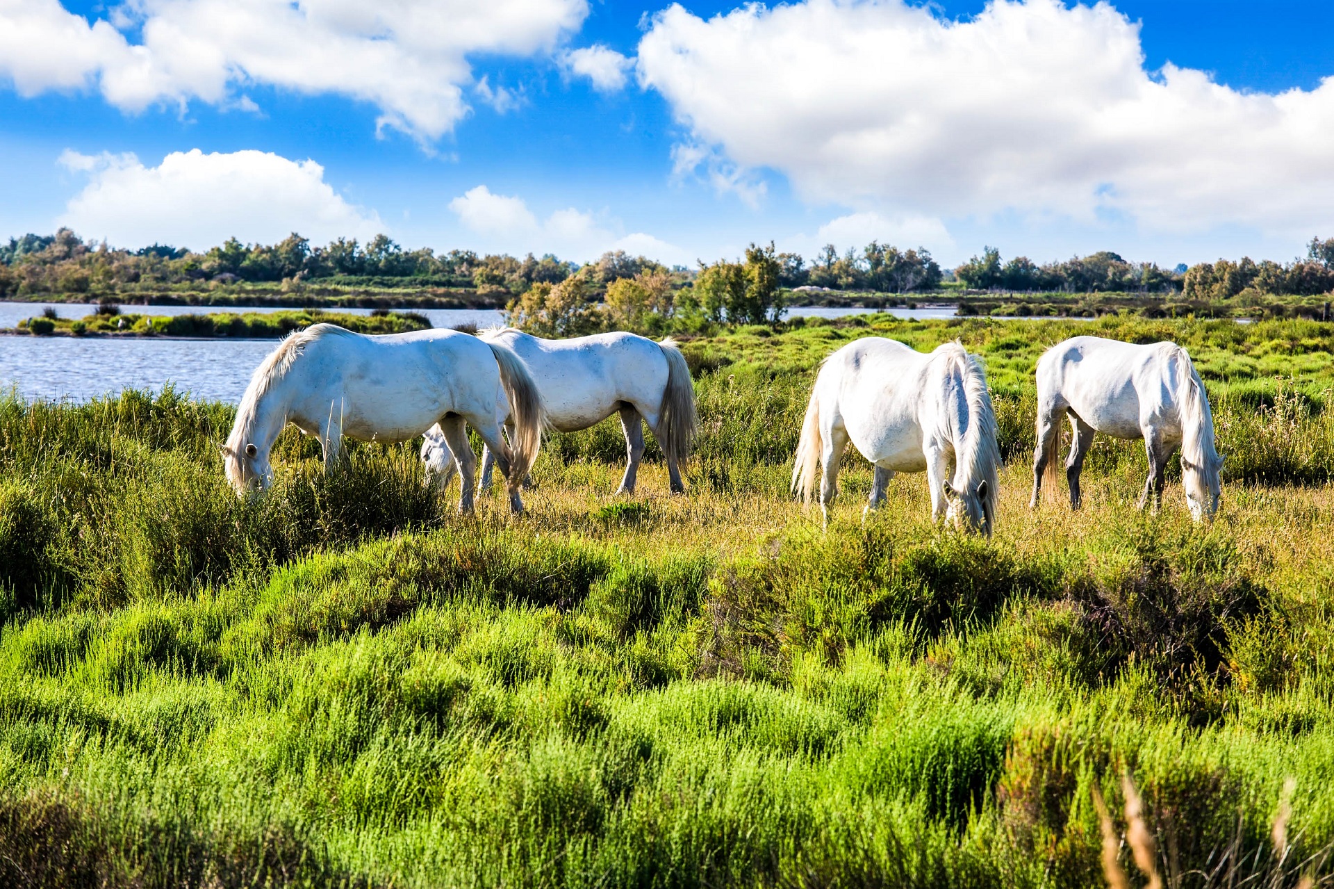 Camargue Idylle Pur In S dfrankreich Urlaubsguru de camargue-idylle-pur-in-s-dfrankreich-urlaubsguru-de