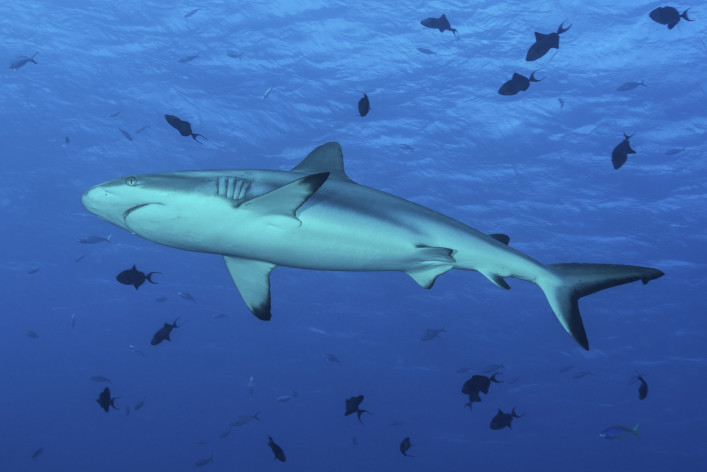 Palau Tauchen Hai Riff