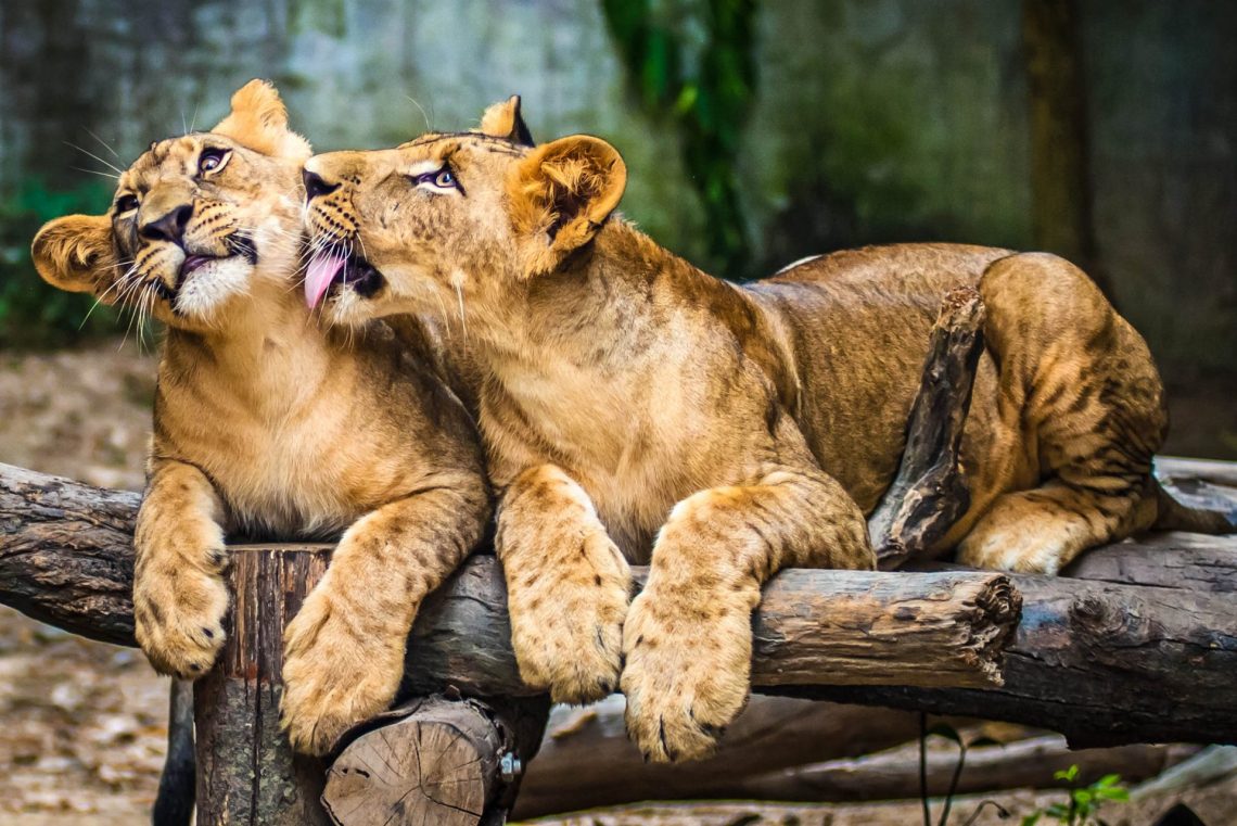 Zwei Löwen im Safariland Stukenbrock