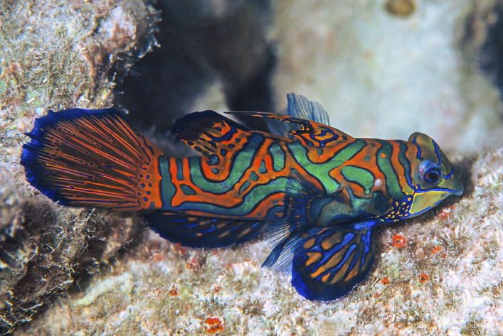 Palau Fische Tauchen Riffe