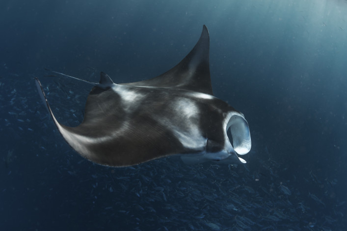 Palau Mantarochen Tauchen