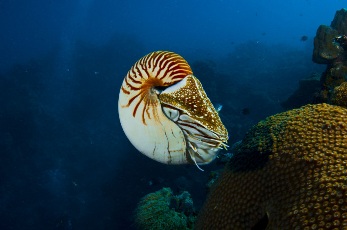 Palau Tauchen Nautilus Riff