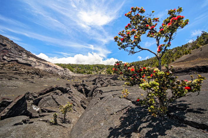 Hawaii Krater Ohioa Lehua