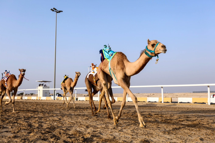 Camel race