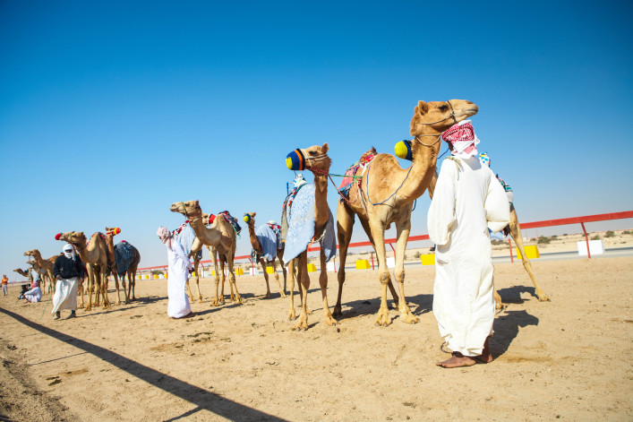 Robot controlled camel racing in the desert of Qatar, Middle East shutterstock_91285367-2