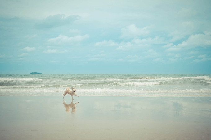 Dog so cute beige color mixed breed with Shih-Tzu, Pomeranian and Poodle travel run on beach , process in vintage style_shutterstock_526784911_klein