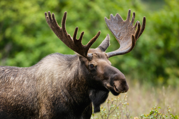 Göteborg Tipps Park Tierpark Elch