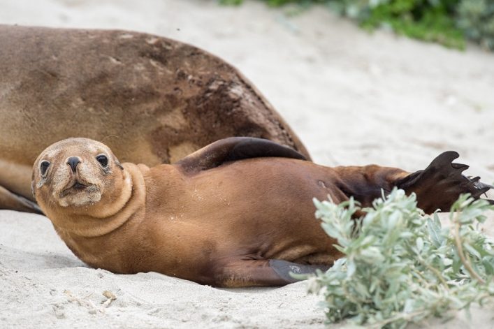 Baby-puppy-australian-sea-lion-in-kangaroo-island_shutterstock_322545383