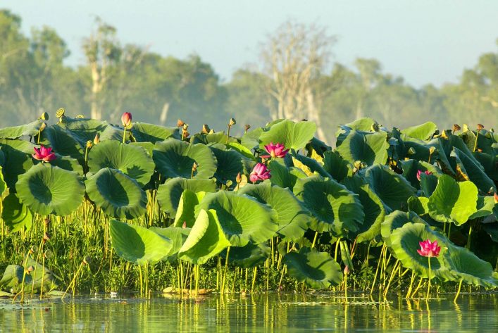 Der Kakadu Nationalpark in Australien ist einer der schönsten der Welt
