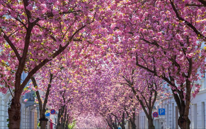 In Bonn erwartet euch die herrlich pinke Kirschblütenpracht