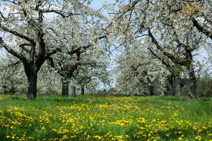 Die Kirschblüten in der Fränkischen Schweiz blühen im strahlenden Weiß
