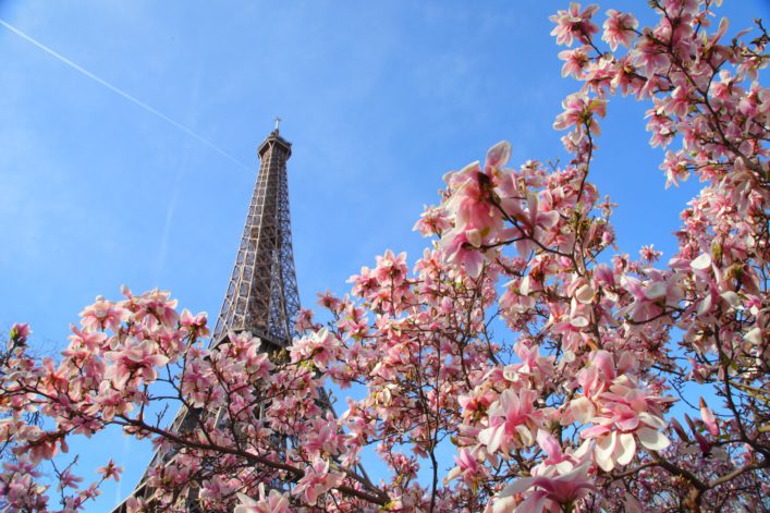 Kirschblüte am Pariser Eiffelturm
