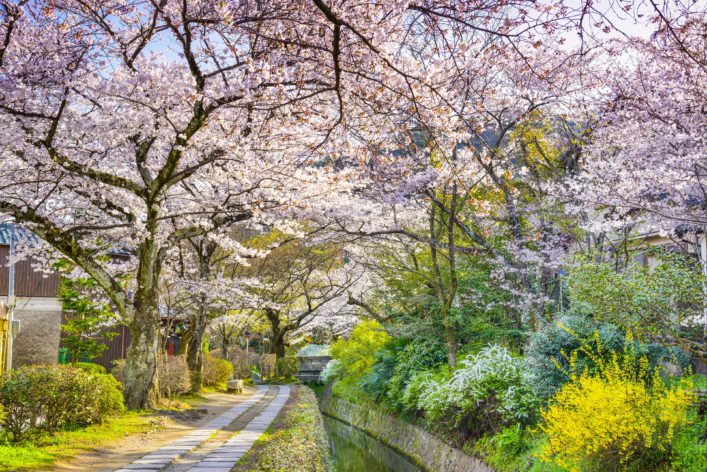 Die Kirschblüte macht Kyoto noch schöner