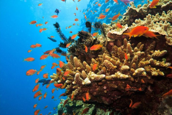 Australien gehört zu den Tauch-Hotspots weltweit