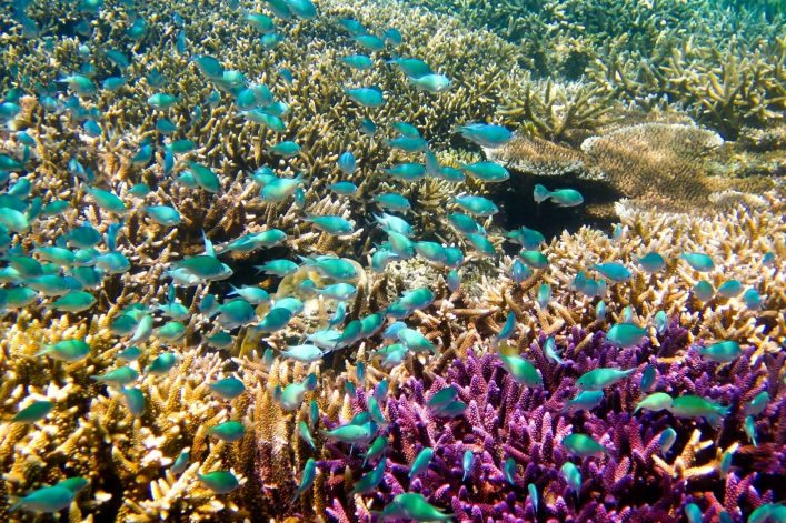 Malaysia ist ein Taucherparadies