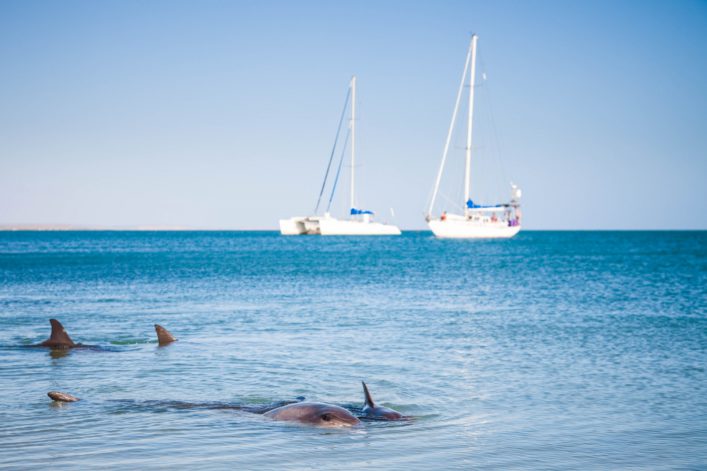 Australien Roadtrip Monkey Mia