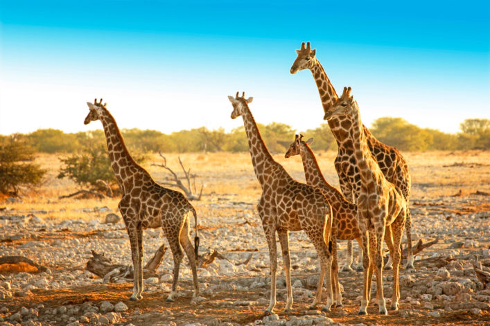 Family of Wild Giraffes in Etosha NP Namibia Africa