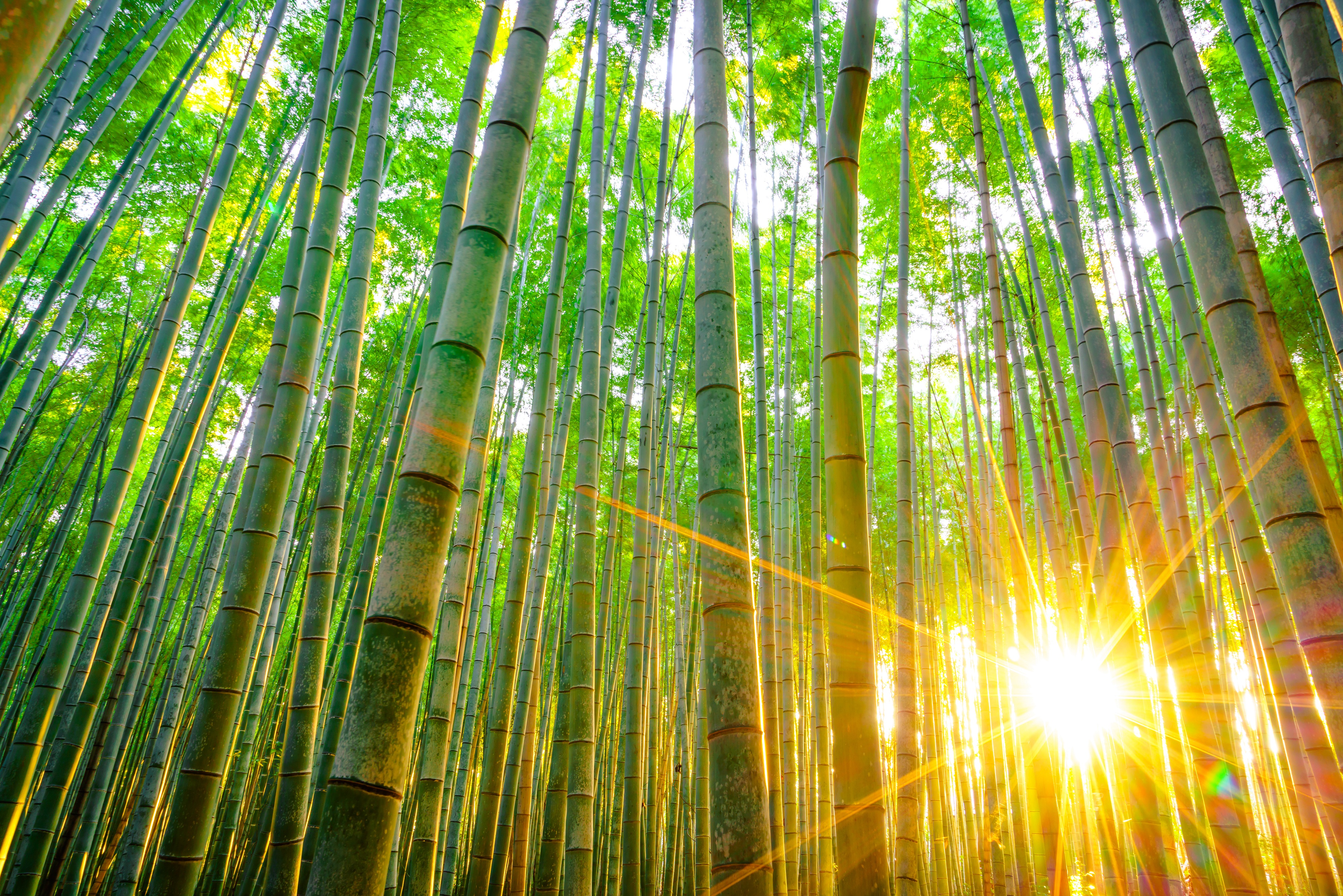 Mrchenhafter Bamboo Forest in Japan | Urlaubsguru.de