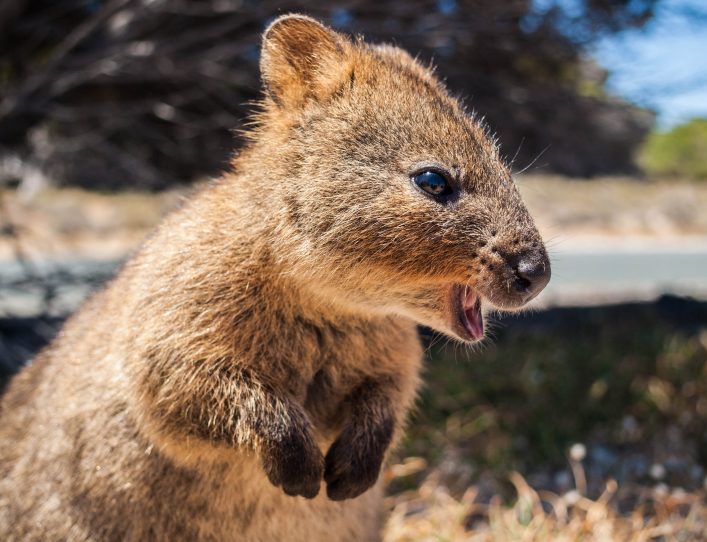 Quokka, Rottnest Island