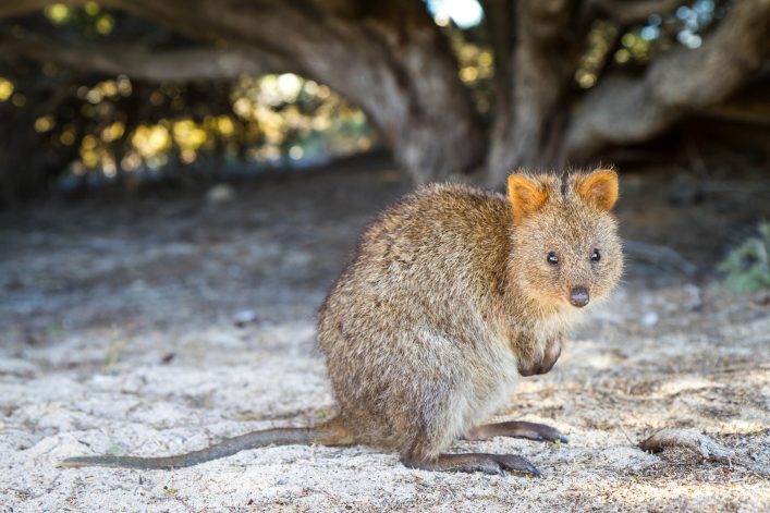 Quokka, Rottnest-Island