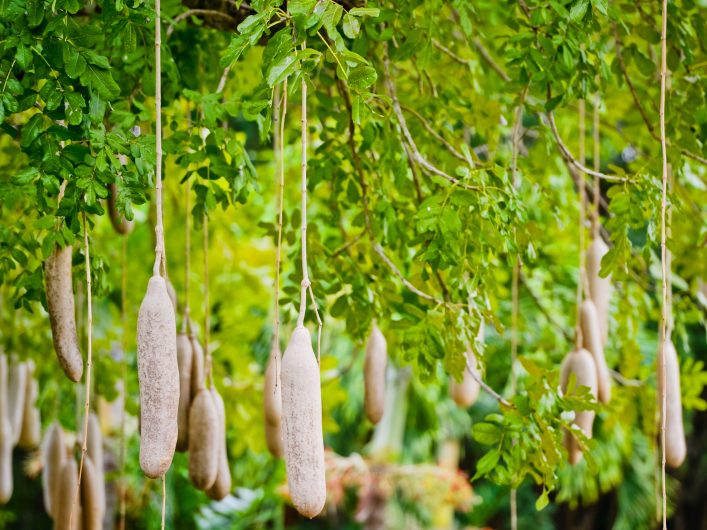 Botanischer Garten von Mauritius