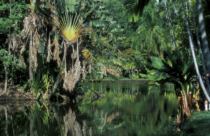 Botanischer Garten von Mauritius