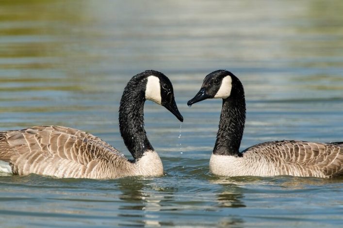 Zwei Kanadagänse schwimmen auf einem See. Sie blicken sich an, mit ihren schwarzen Köpfen und weißen Flecken. Das Wasser ist ruhig, grünlich und spiegelt den klaren Himmel wider.