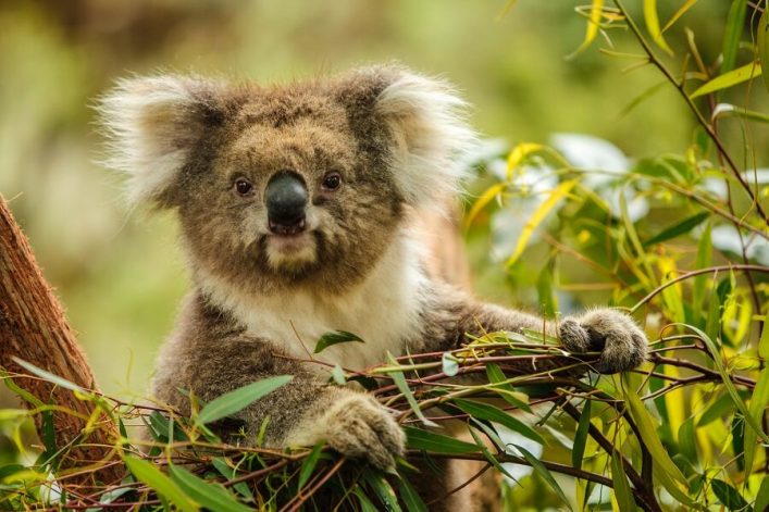 Ein Koala sitzt auf einem Ast, umgeben von grünen Blättern im Vordergrund; sein Gesicht ist nach vorne gerichtet, mit flauschigem Fell und großen Ohren vor einem verschwommenen, grünen Hintergrund.