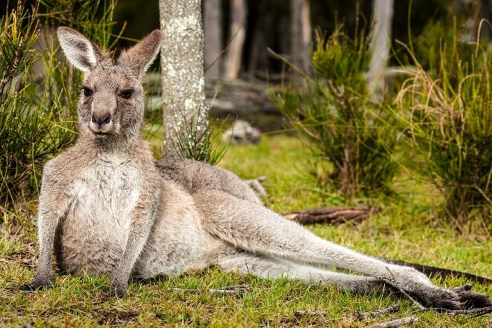 Ein Känguru liegt entspannt auf grünem Gras, gestützt gegen einen Baumstamm. Im Hintergrund befindet sich dichtes Buschwerk und Bäume, die eine natürliche, ruhige Umgebung schaffen.