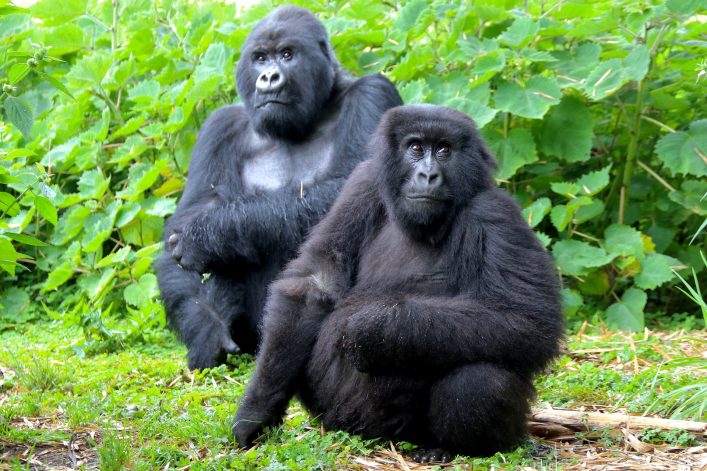 Uganda Gorilla Nationalpark