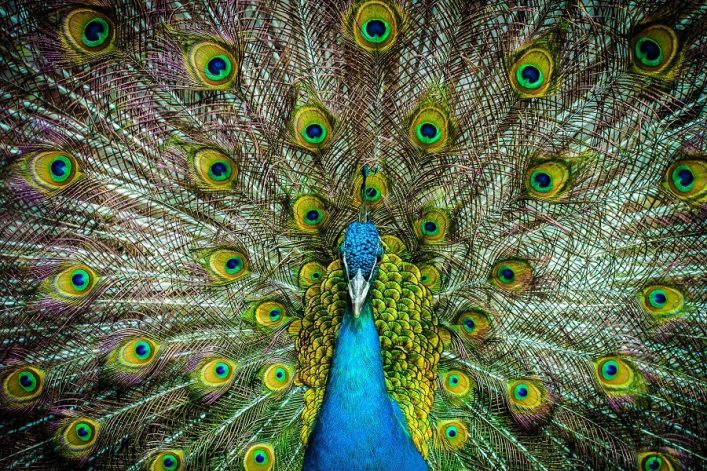 Ein Pfau breitet farbenfrohe Schwanzfedern aus; der blaue Körper in der Mitte, umgeben von Federn mit markanten, augenähnlichen Mustern in Grün und Gelb, gleicht einem lebendigen Fächer.