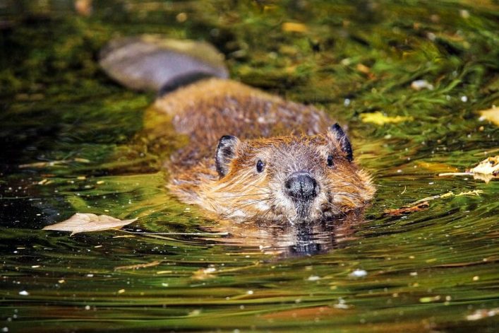 Ein Biber schwimmt in klarem Wasser, umgeben von grünen Algen und schwimmenden Blättern. Der Kopf des Bibers ist gut sichtbar in der Bildmitte, während das Wasser golden schimmert.