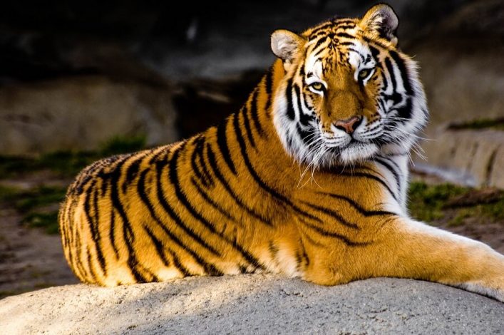 Ein Tiger liegt entspannt auf einem Felsen, seinen Kopf nach vorne gerichtet. Das orange-schwarze Fell glänzt im Licht. Der Hintergrund ist leicht unscharf und dunkel gehalten.