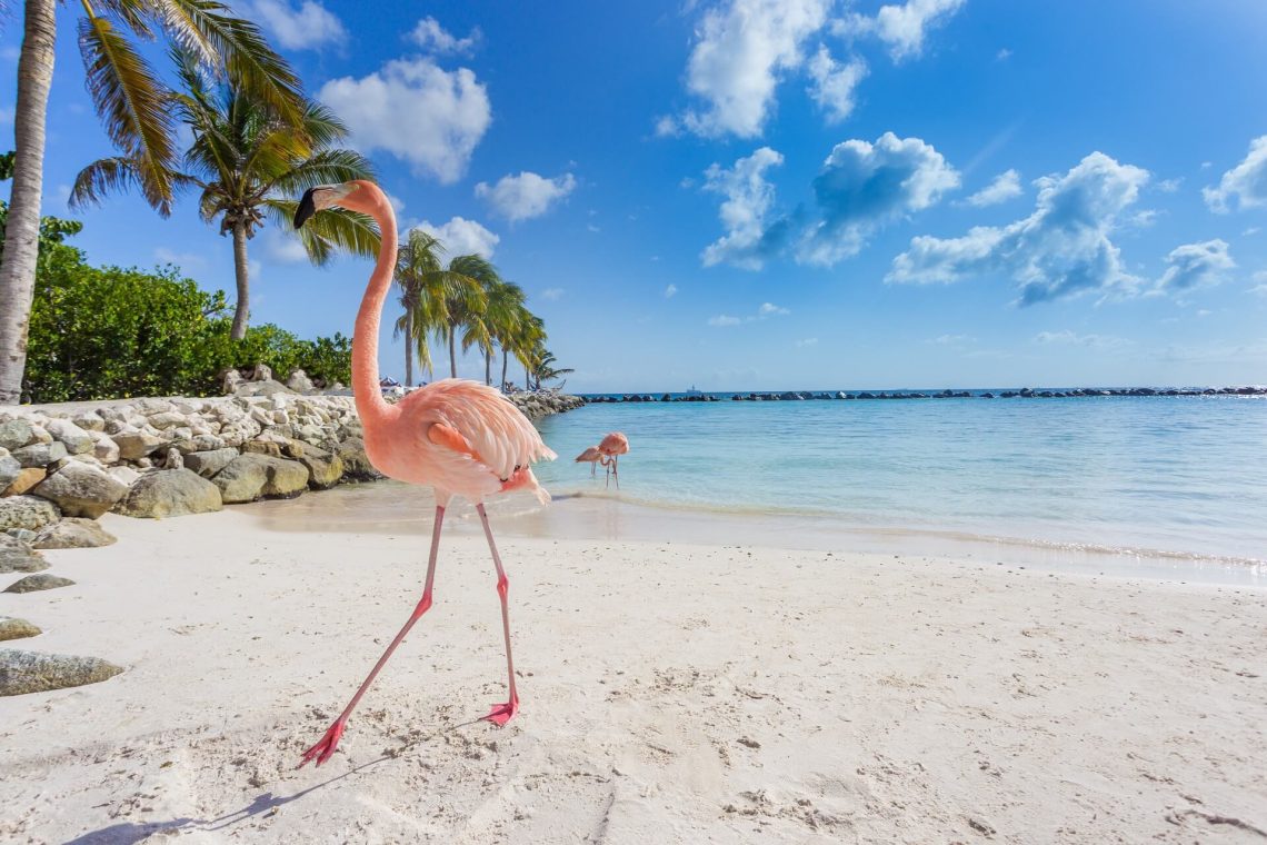 Der Flamingo Beach auf Aruba: Rosa Flamingos am weißen Sandstrand, umgeben von Palmen und klarem Meer, strahlen tropische Strandurlaubsstimmung aus.