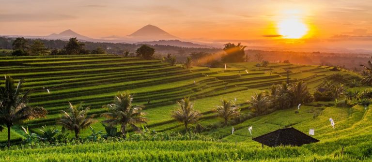 Bali_Reisterrassen_shutterstock_539558284