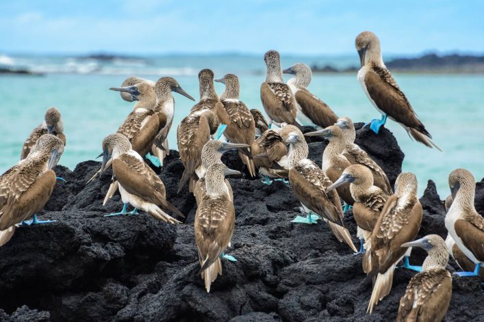 Die Blaufüßler auf den Galapagos Inseln