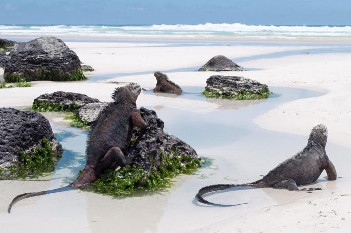 Die Meerechsen auf den Galapagos Inseln