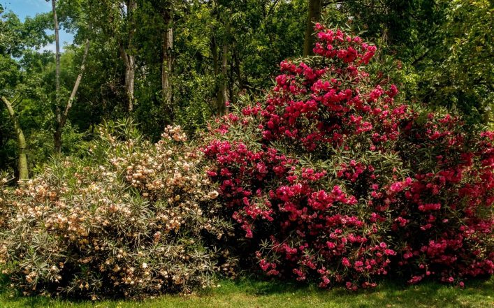 Jardines del Turia in Valencia, Spanien