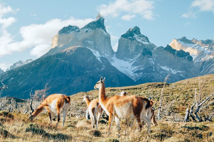 Guanakos grasen auf einer Wiese vor majestätischen schneebedeckten Bergen in Patagonien, der Himmel ist blau mit ein paar Wolken.