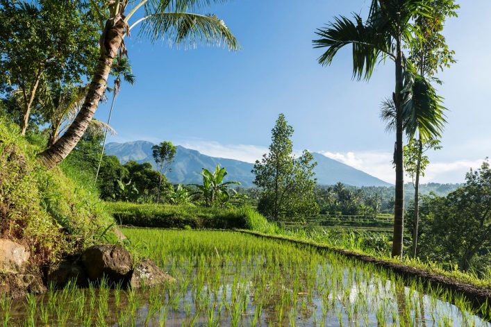 Reisfeld auf Lombok