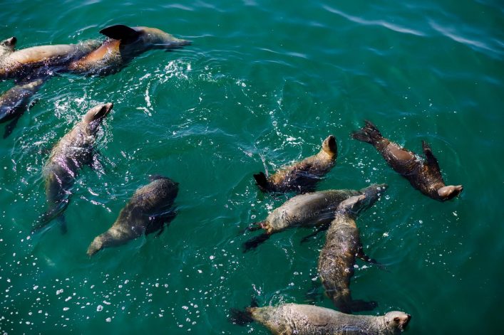 Lasst euch von den fröhlichen Seelöwen verzaubern