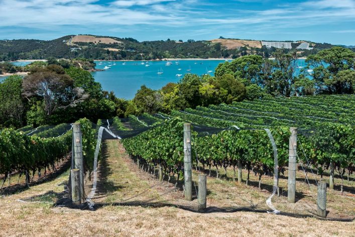 Weingueter-auf-Waiheke-Island-iStock-172425398