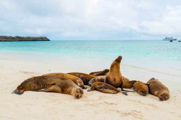 Seerobben auf den Galapagos Inseln