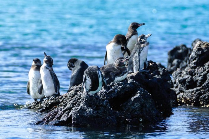 Die kleinen Galapagospinguine