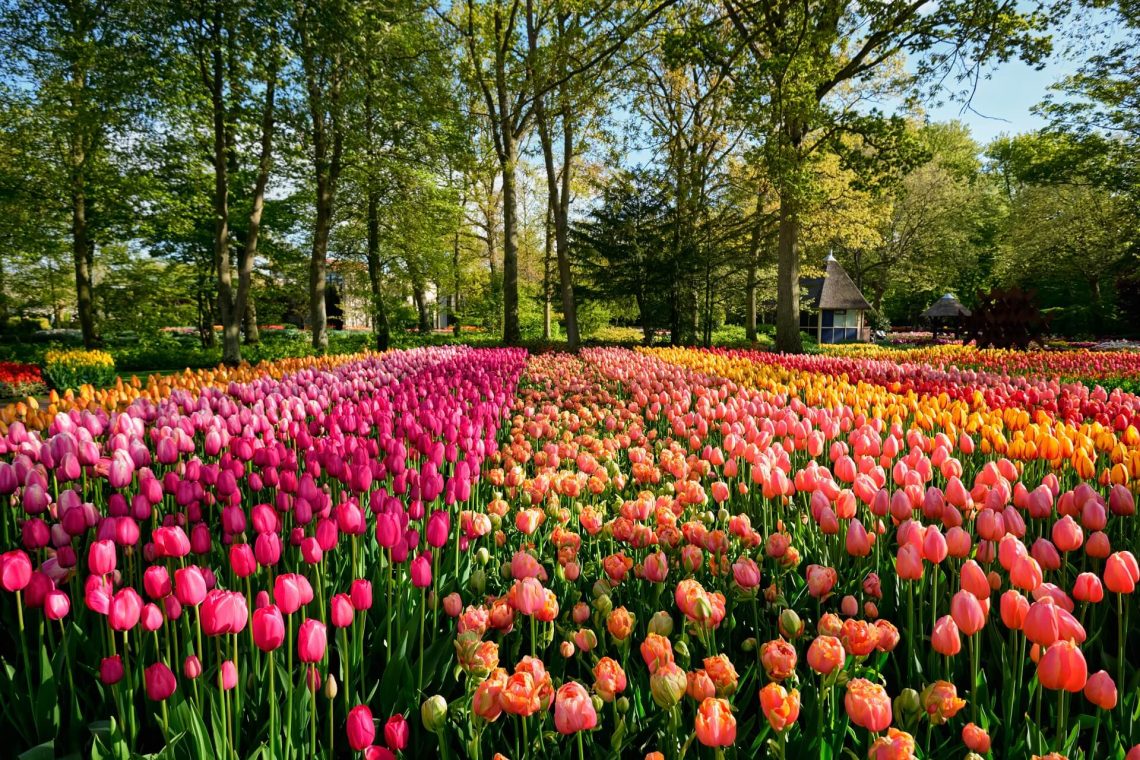 Blühende Tulpenfelder im Keukenhof in Lisse