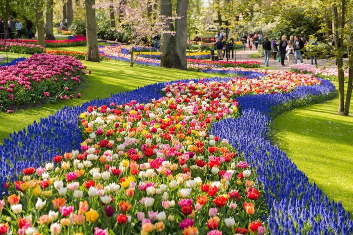 Bunte Tulpen im Keukenhof in Lisse